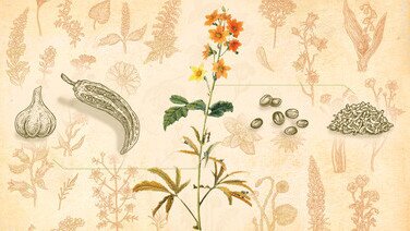 善用厨余种植 
处理、施肥、除虫有窍门
